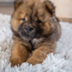 Meet your Posher, Griffin